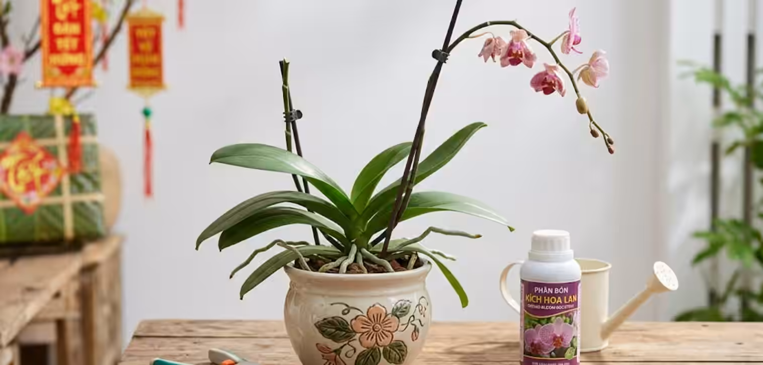 Lan Hồ Điệp sau Tết: cách chăm sóc, cắt ngồng & kích ra hoa lại