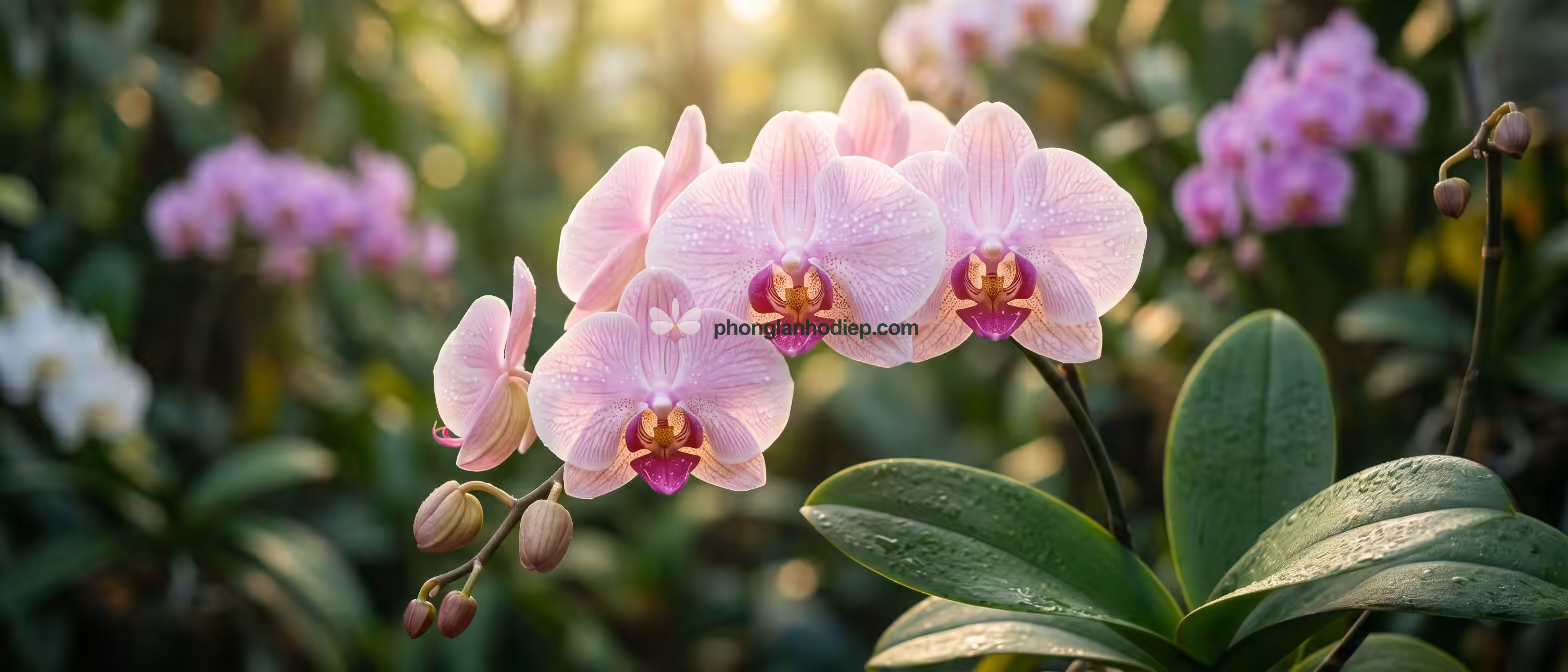 Lan Hồ Điệp khỏe mạnh nở hoa đẹp nhờ chăm sóc đúng cách
