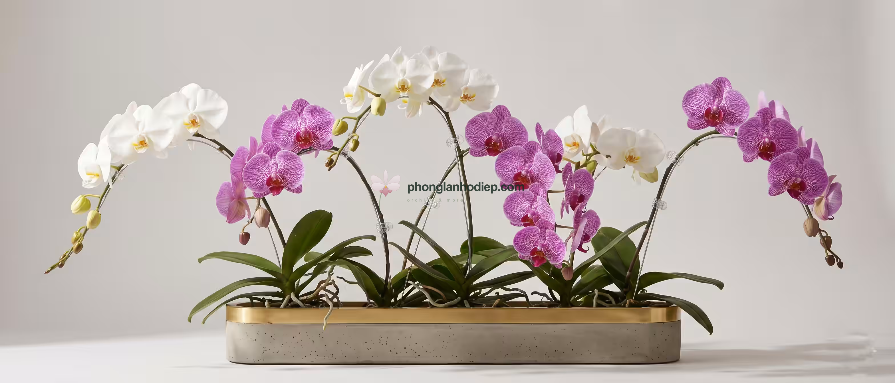Các giống Lan Hồ Điệp phổ biến tại Việt Nam